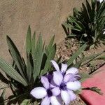 Babiana angustifolia Flower