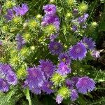 Stokesia laevis 整株植物