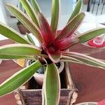 Neoregelia carolinae Листок