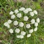 Oenanthe crocata 花