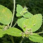 Croton hirtus Blad