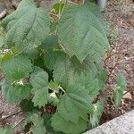 Boehmeria platanifolia Leaf