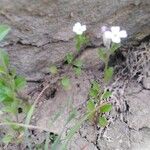 Malcolmia maritima ശീലം
