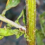 Senecio vernalis Bark