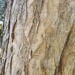 Aloidendron barberae Bark