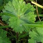 Geranium molle ഇല