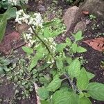 Lippia origanoides Ліст