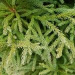 Cryptomeria japonica पत्ता