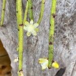 Rhipsalis floccosa Virág
