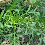 Cephalaria leucantha ᱥᱟᱠᱟᱢ