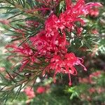 Grevillea rosmarinifolia Blomst