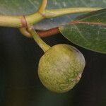 Ficus insipida Плод