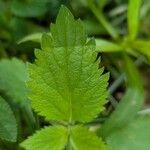 Verbena urticifolia Лист