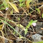 Justicia heterocarpa Habitus