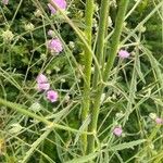 Althaea cannabina Кора