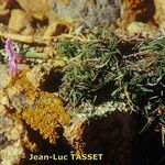 Dianthus gyspergerae Hábito