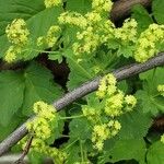 Alchemilla mollis Çiçek