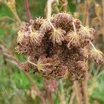 Daucus carotaFlower