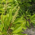 Prunus serotinaFlower