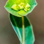 Euphorbia duvalii Цвят