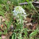 Lepidium hirtum Blodyn