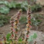 Salsola australis ᱮᱴᱟᱜ