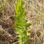 Comandra umbellata Frunză