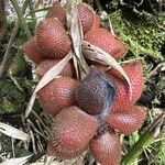 Salacca zalacca ഫലം
