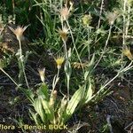 Catananche lutea Habit