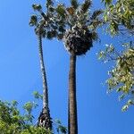 Washingtonia filifera Лист