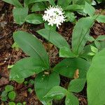 Clintonia umbellulata 形態