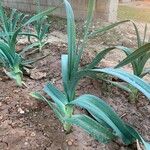 Allium porrum Frunză