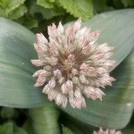 Allium porrum Blomst