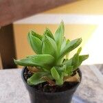 Haworthia cymbiformis Yaprak