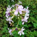 Saponaria officinalisFlower