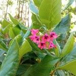 Bomarea salsilla Flower