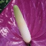 Anthurium scherzerianum Flower