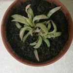 Haworthia retusaBlad