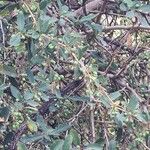 Berberis asiatica List