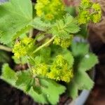 Alchemilla mollisफूल