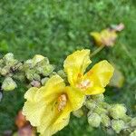 Verbascum densiflorum Blüte