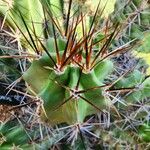 Echinocereus coccineus 葉