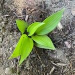 Hosta lancifolia ᱥᱟᱠᱟᱢ