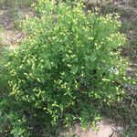 Baptisia bracteata Habit