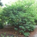 Rhododendron oreodoxa Habit