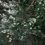Erica arborea 花