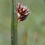 Juncus arcticus Frukt