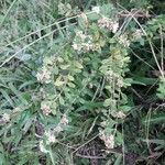 Lippia micromera Хабит
