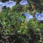 Gentiana lawrencei Habit