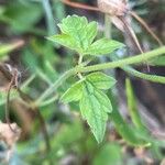 Geranium endressii Leaf